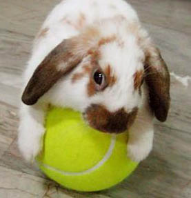 conejos_tenis