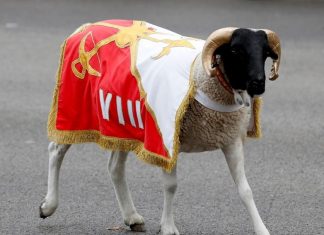 La cabra de la Legión no asiste al desfile alegando motivos personales