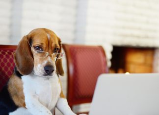 Un perro muy listo accede al rango de persona