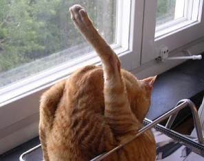Un gato interrumpe una conversación lamiéndose los genitales