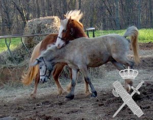 Una banda de niñas organizaba peleas ilegales de ponis