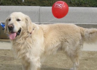 Un perro guía disputa a Rubalcaba el liderazgo del PSOE