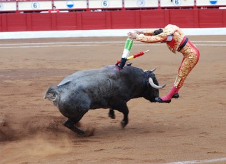 Un torero amaña la corrida con el toro
