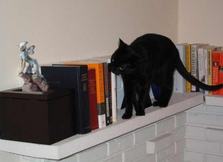 Miniatura de porcelana y gato, a menos de 30 centímetros