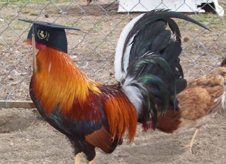 Un gallo de una granja escuela se saca Empresariales