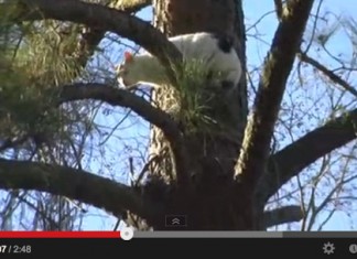 Los bomberos rescatan a un gato colgado en YouTube