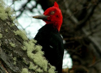 Un pájaro carpintero se niega a seguir con el negocio familiar