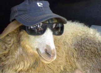 Muere la oveja que hacía los Conguitos