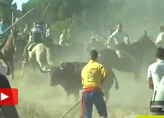 Imágenes descontextualizadas del Toro de la Vega muestran a los animales siendo gravemente maltratados