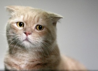 Un gato observa con indiferencia la destrucción personal de su dueño