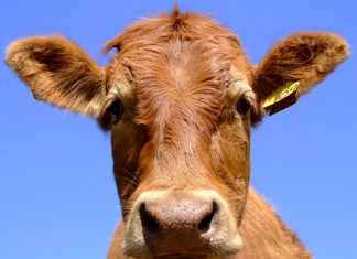 La última vaca loca entra en razón