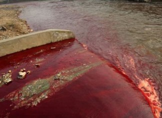 Medio Ambiente advierte de que la sangre empieza a llegar al río