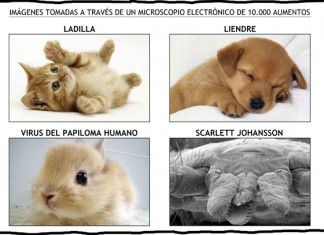 Microscopio