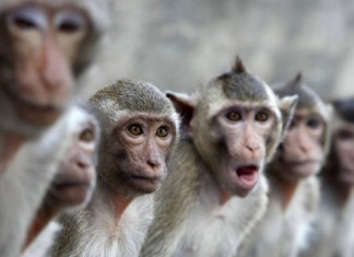 Los simios se plantean dejar de evolucionar hacia el Hombre
