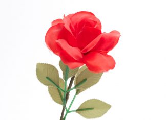 Una flor de plástico valora ponerse tetas