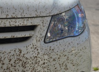 Hallan los cadáveres de 1334 mosquitos en el radiador de un coche