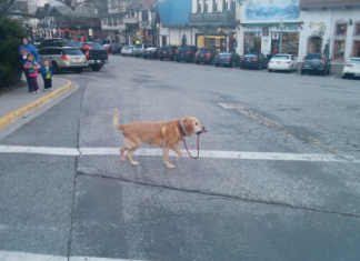 Científicos, asombrados ante un perro que se pasea a sí mismo