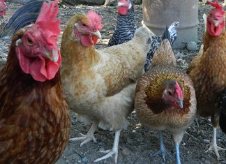 Consumo advierte de que los pollos criados en libertad “salen maleducados, consentidos y sin modales”