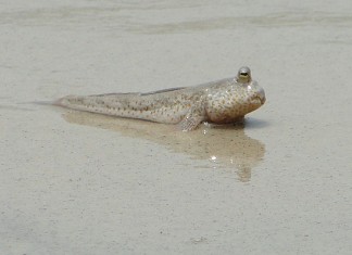 Unos creacionistas apalean a un pez que trataba de salir del agua