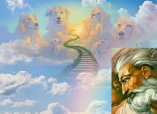 Dios no encuentra a nadie que pueda ocuparse del cielo de los perritos durante las vacaciones