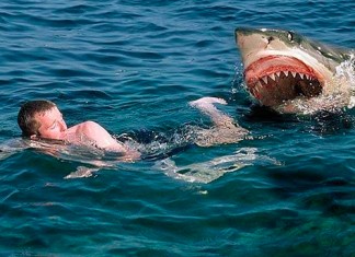 El tiburón blanco es muy bueno y no hace nada, según el dueño de un tiburón blanco