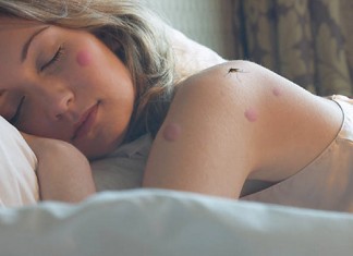La Asociación Española de Mosquitos solicita más donaciones
