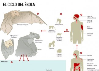 El ciclo del ébola
