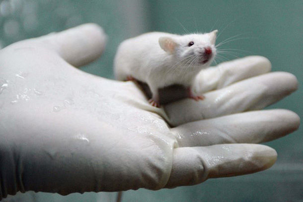 Resultado de imagen para ratas experimentos