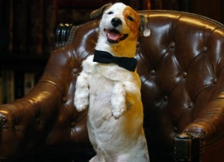 La Audiencia Nacional investiga a Pancho, el perro millonario, por evasión de capitales