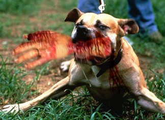 Perro con un brazo entre los dientes solo quiere jugar