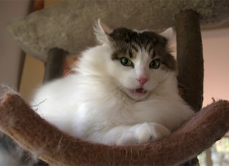 Gato gordo ve a su dueño como un atún gigante al que algún día devorará