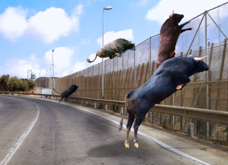 Cientos de toros de San Fermín se encaraman a la valla de Melilla para entrar en Marruecos