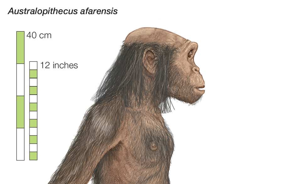 Australopithecus Afarensis характеристики