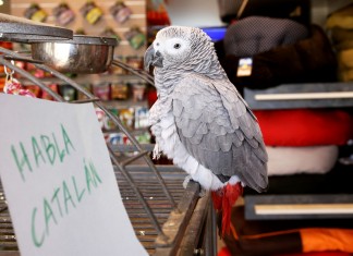 Un loro con acento catalán envejece en una tienda de mascotas madrileña