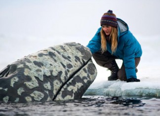 Greenpeace dejará de proteger a las ballenas para que aprendan a defenderse solas