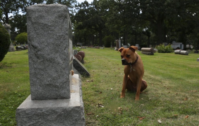 perro