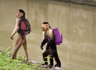 Los simios del zoo de Madrid ya tienen más nivel académico que los niños que los visitan