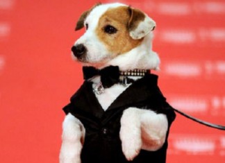 Muere Pancho, el Perro Millonario, mientras trabajaba en su estudio