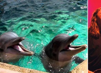 Científicos descifran el lenguaje de los delfines y descubren que cantan canciones de Rosendo