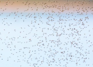 Los mosquitos se reúnen esta semana para decidir a qué español acribillarán este verano