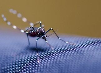 Cómo convertir tu casa en un espacio libre de mosquitos