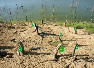 La deforestación del Amazonas obliga a esparcir ambientadores de pino por toda la selva