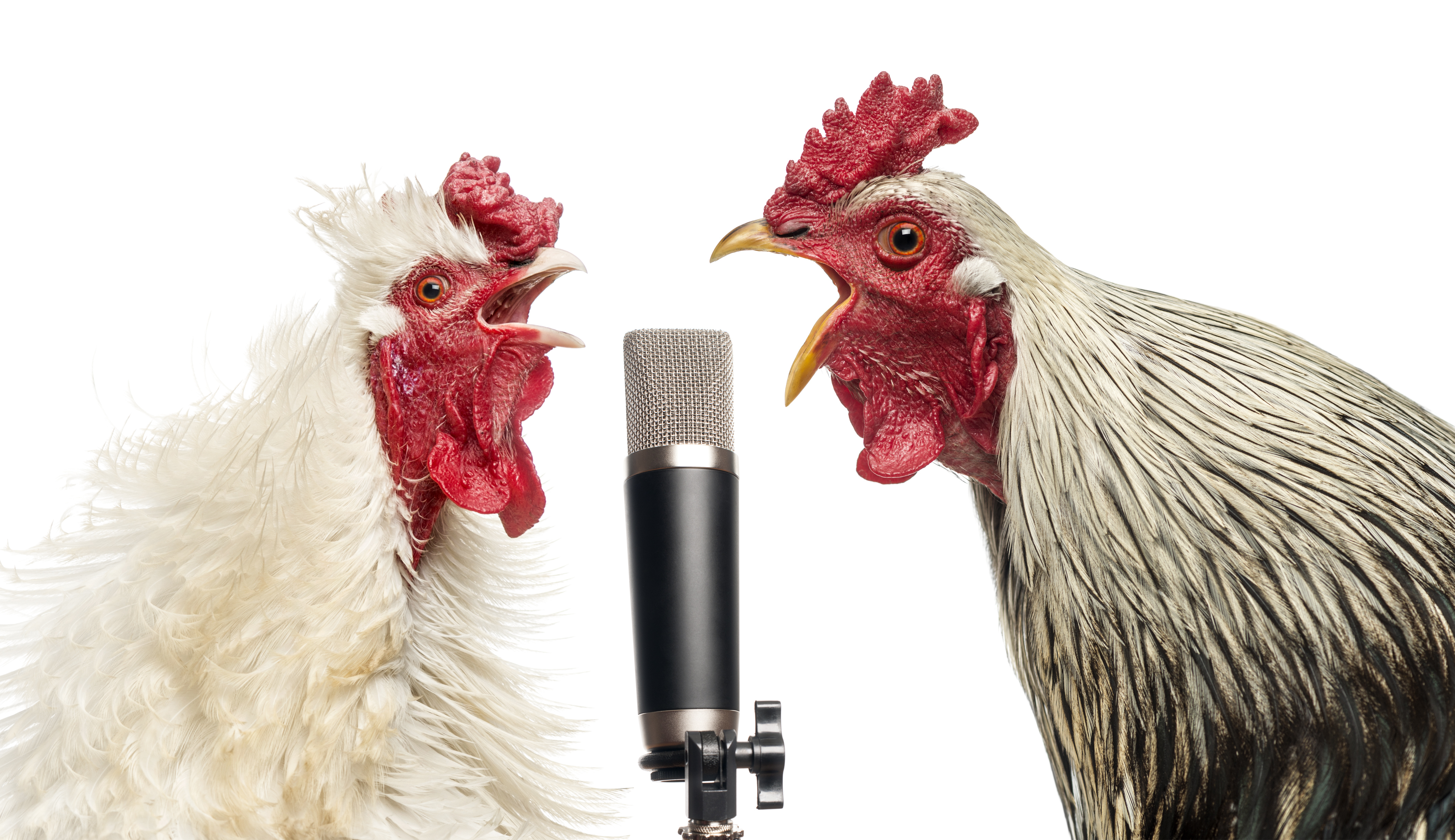 Может петух назвать себя птицей. Петух с микрофоном. Курица с микрофоном. Курица поет.