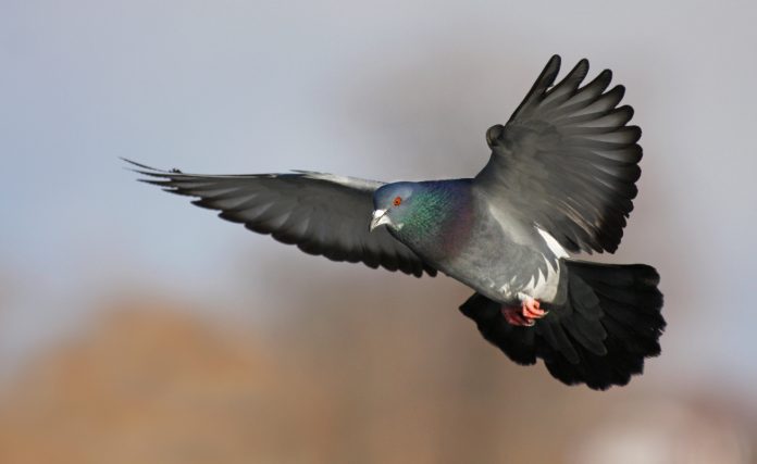 Rock dove in flight