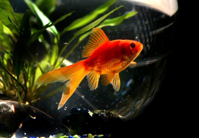 gold fish in a bowl