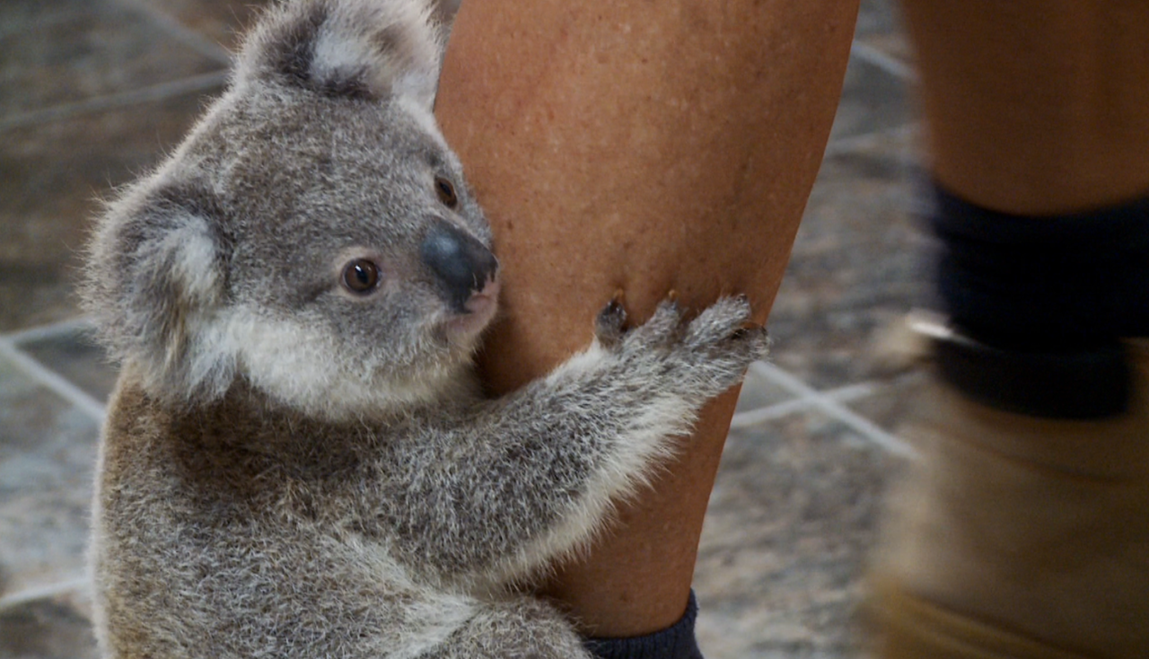 Коала рука. Коала на руках. Коала с человеком. Коала обнимает человека. Ноги коалы.