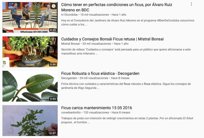 ficus