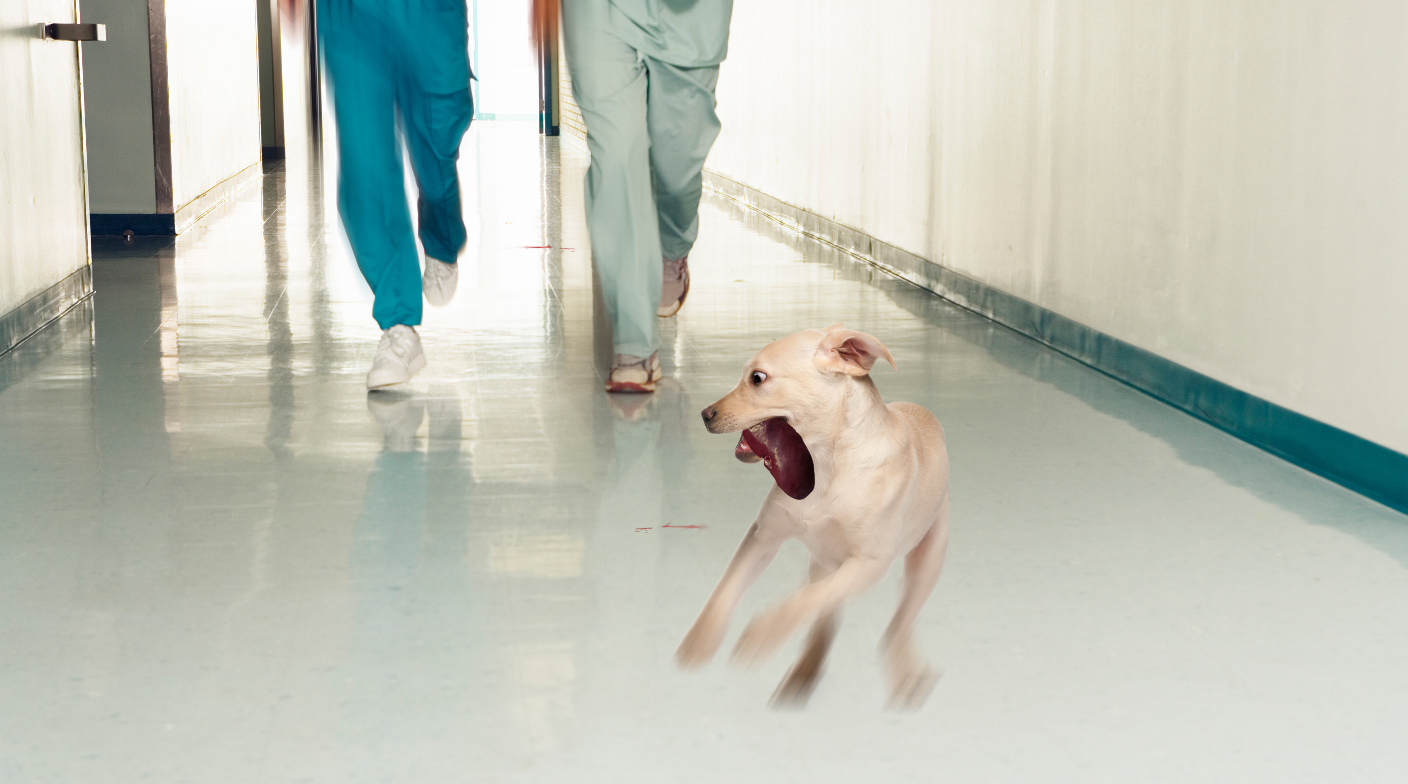 Врач сбегать. Врачи бегут по коридору. Доктор убегает. Медики бегут. Убегает от врачей.
