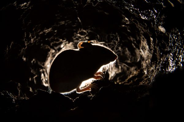 iStock-627430876-600x400.jpg
