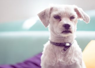 Un perro se indigna porque su dueño lo echa de la cama cuando ha ligado gracias a él